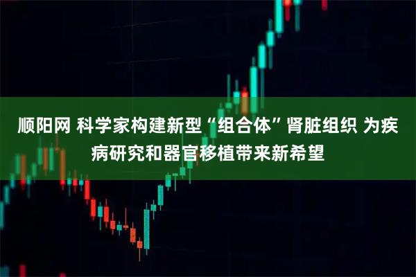 顺阳网 科学家构建新型“组合体”肾脏组织 为疾病研究和器官移植带来新希望